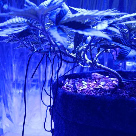 Tangerine cookies growlog timeline photo