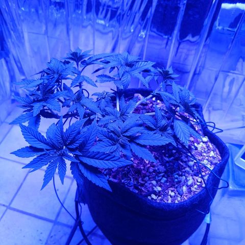 Tangerine cookies growlog timeline photo