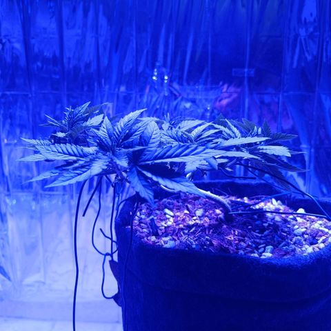 Tangerine cookies growlog timeline photo