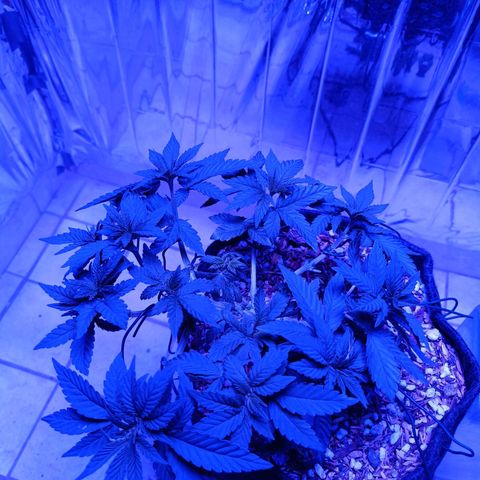 Tangerine cookies growlog timeline photo