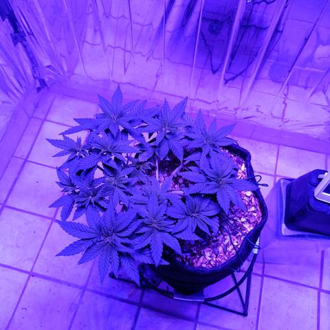 Tangerine cookies growlog timeline photo