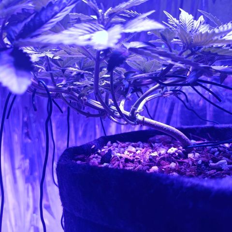 Tangerine cookies growlog timeline photo