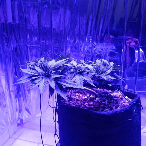 Tangerine cookies growlog timeline photo