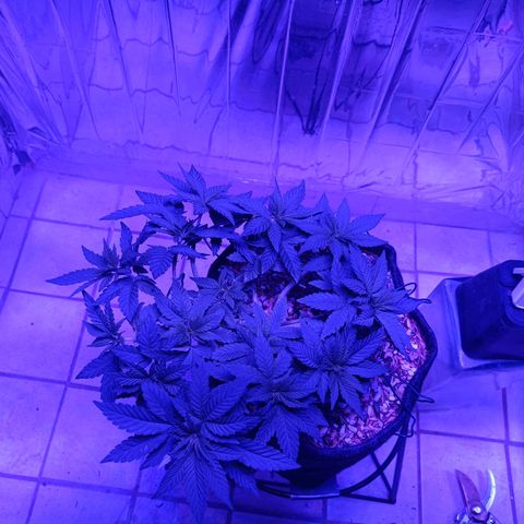 Tangerine cookies growlog timeline photo