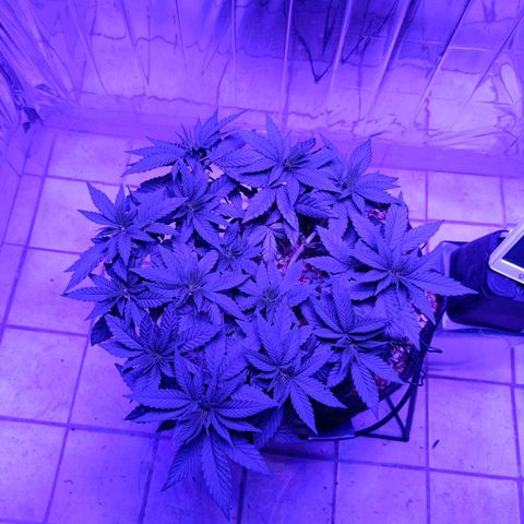 Tangerine cookies growlog timeline photo