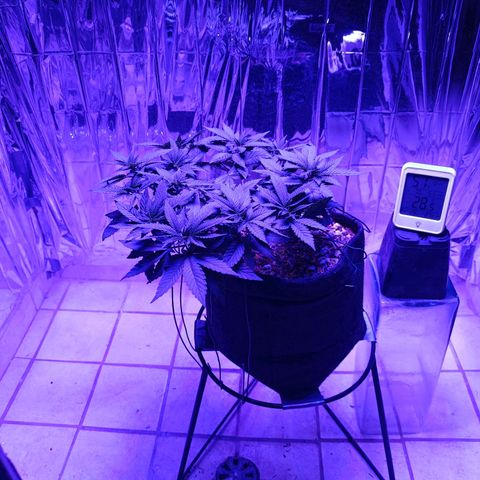 Tangerine cookies growlog timeline photo