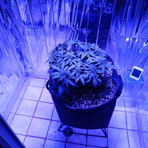 Tangerine cookies growlog timeline photo