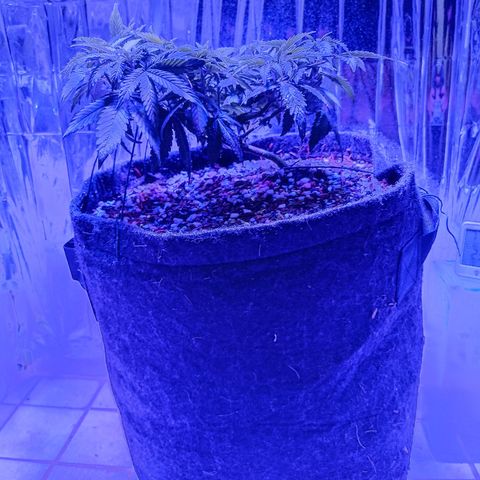 Tangerine cookies growlog timeline photo