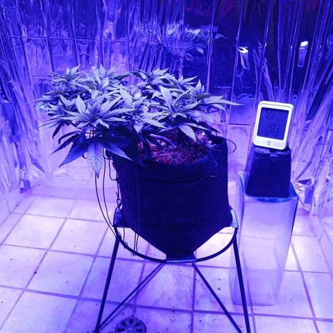 Tangerine cookies growlog timeline photo