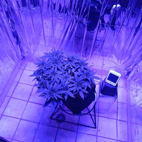 Tangerine cookies growlog timeline photo