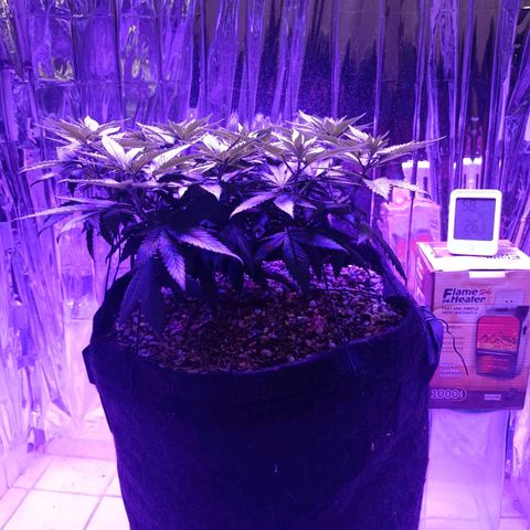 Tangerine cookies growlog timeline photo