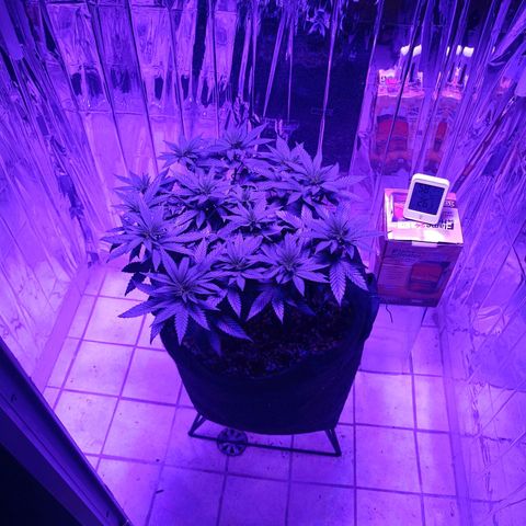 Tangerine cookies growlog timeline photo