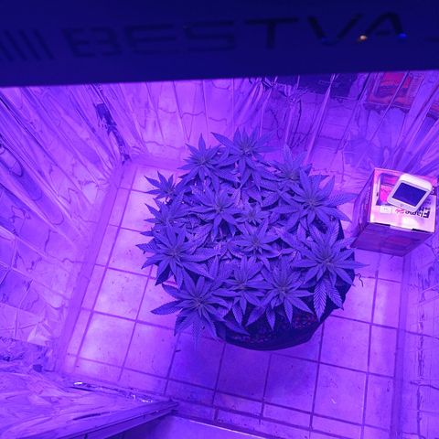 Tangerine cookies growlog timeline photo