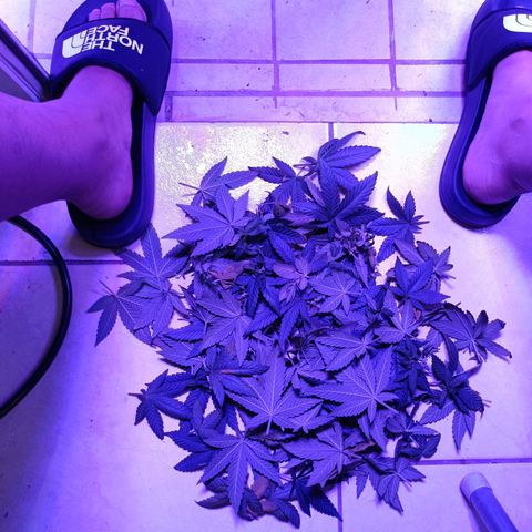 Tangerine cookies growlog timeline photo