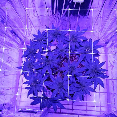 Tangerine cookies growlog timeline photo