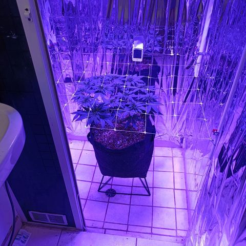 Tangerine cookies growlog timeline photo