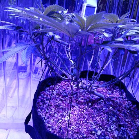 Tangerine cookies growlog timeline photo
