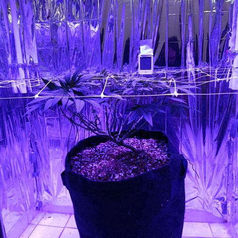 Tangerine cookies growlog timeline photo
