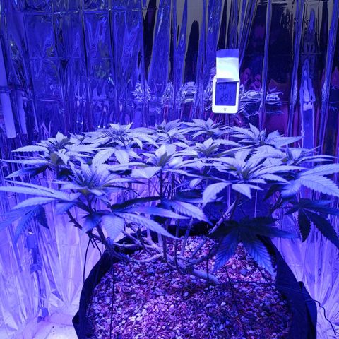 Tangerine cookies growlog timeline photo
