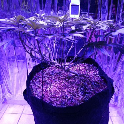 Tangerine cookies growlog timeline photo