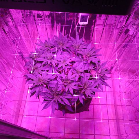 Tangerine cookies growlog timeline photo