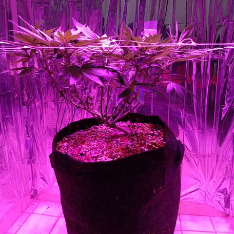 Tangerine cookies growlog timeline photo