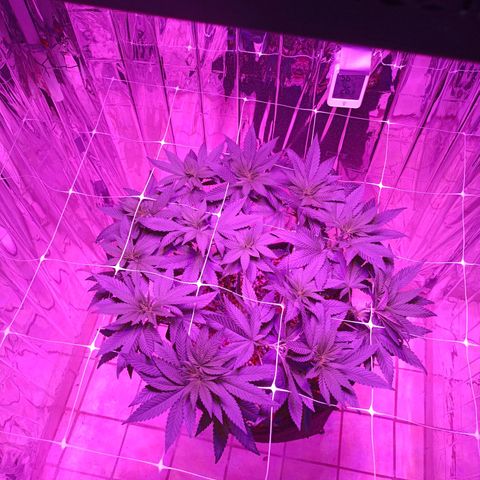 Tangerine cookies growlog timeline photo