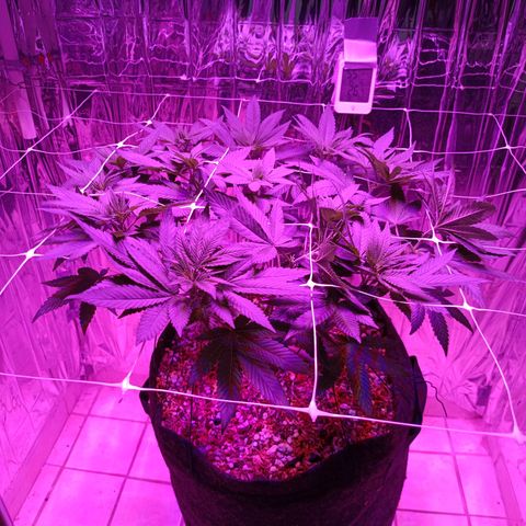 Tangerine cookies growlog timeline photo