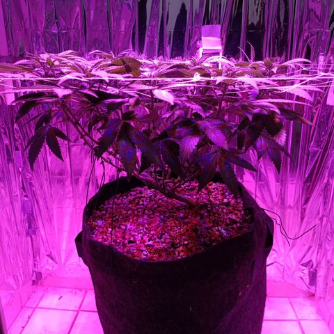 Tangerine cookies growlog timeline photo
