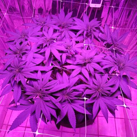 Tangerine cookies growlog timeline photo