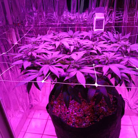 Tangerine cookies growlog timeline photo