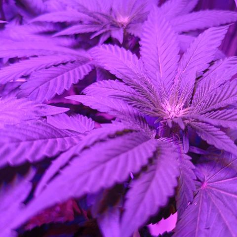 Tangerine cookies growlog timeline photo