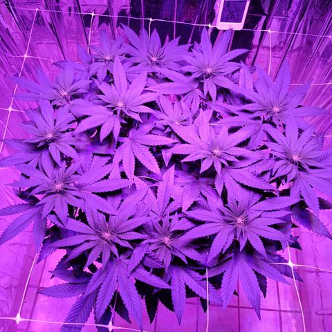 Tangerine cookies growlog timeline photo
