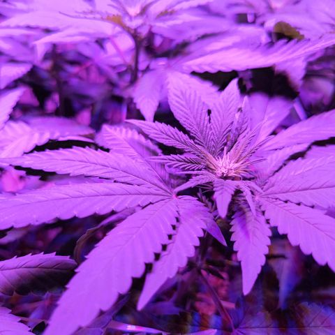 Tangerine cookies growlog timeline photo