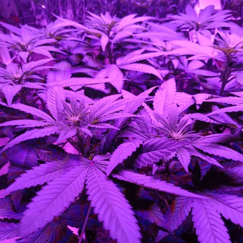 Tangerine cookies growlog timeline photo