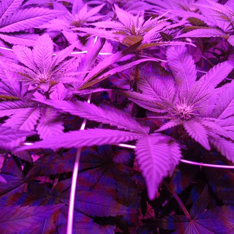 Tangerine cookies growlog timeline photo