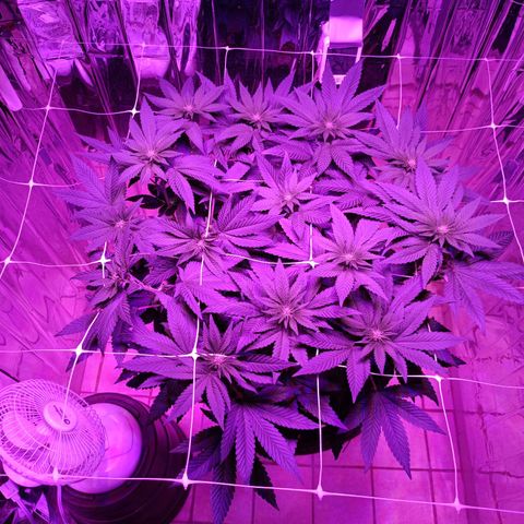 Tangerine cookies growlog timeline photo