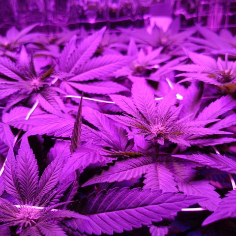 Tangerine cookies growlog timeline photo
