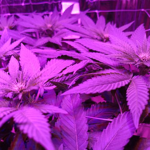 Tangerine cookies growlog timeline photo