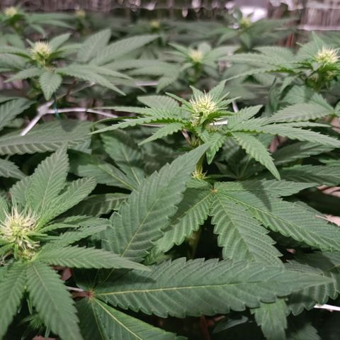 Tangerine cookies growlog timeline photo