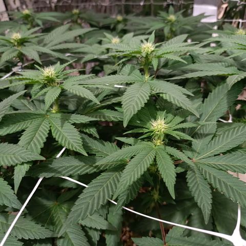 Tangerine cookies growlog timeline photo