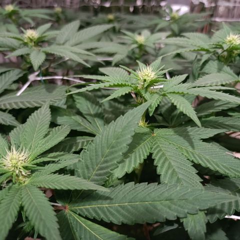 Tangerine cookies growlog timeline photo