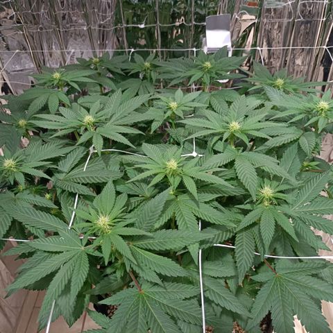 Tangerine cookies growlog timeline photo