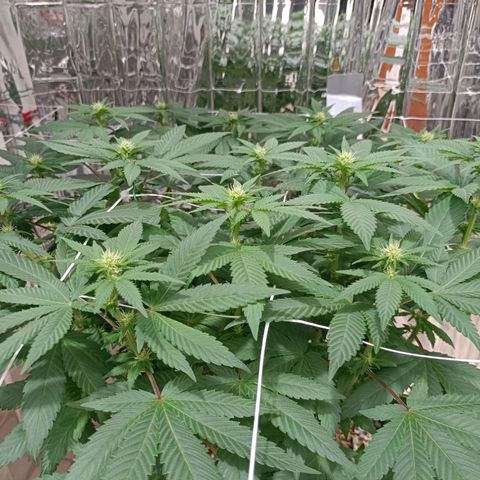 Tangerine cookies growlog timeline photo