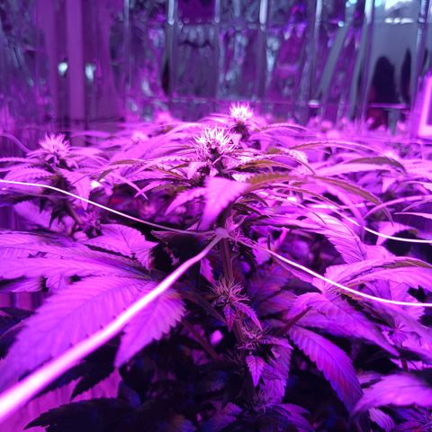 Tangerine cookies growlog timeline photo