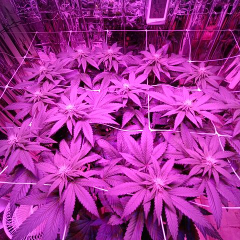 Tangerine cookies growlog timeline photo