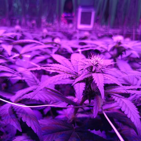 Tangerine cookies growlog timeline photo