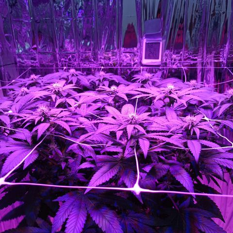 Tangerine cookies growlog timeline photo