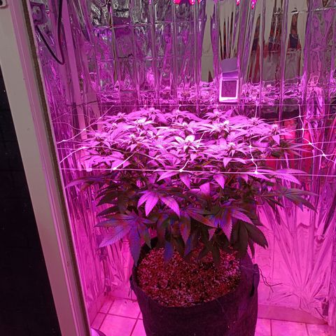 Tangerine cookies growlog timeline photo