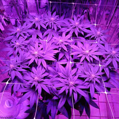 Tangerine cookies growlog timeline photo